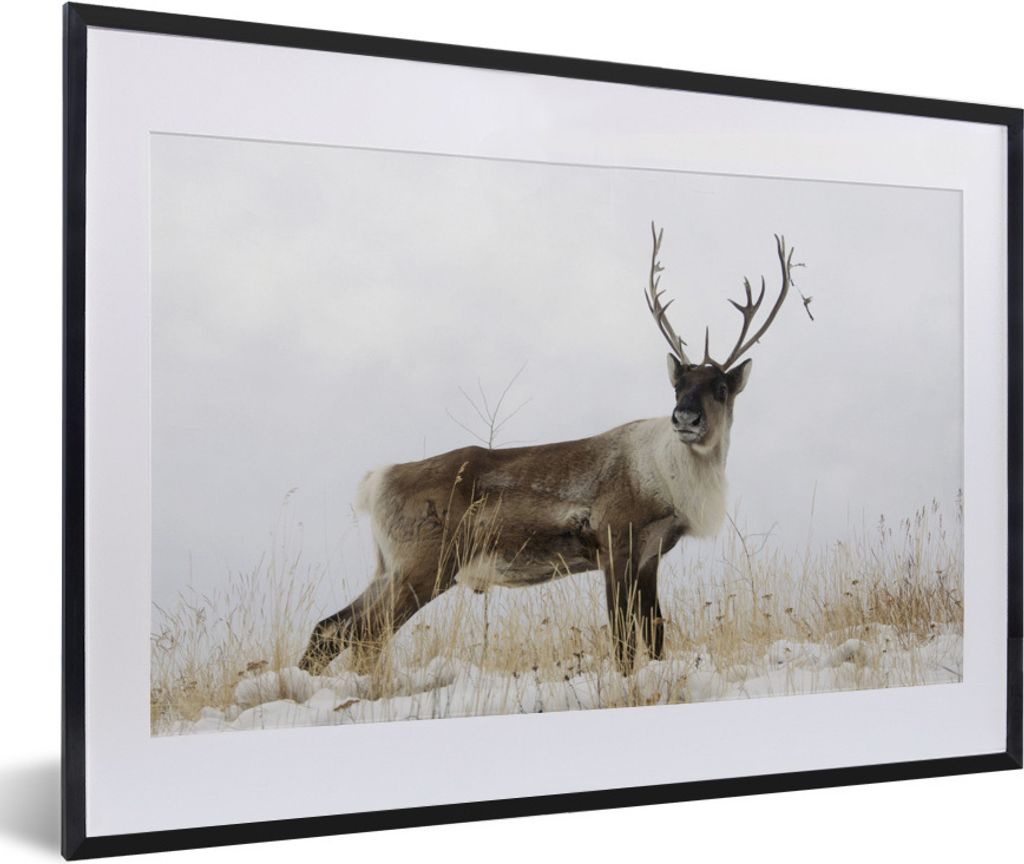 MuchoWow Gerahmtes Poster Ein Rentier vor einem weißen Himmel 60x40 cm - Poster mit Schwarzem Bilderrahmen Wandposter Rahmen Foto Bilder - Schla...