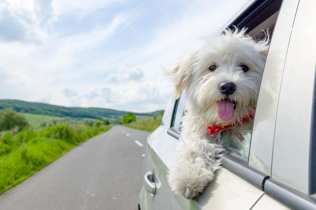 mydays Kurzurlaub mit Hund für 2; Erlebnis verschenken oder selbst erleben; Gutschein für 2 Person(en)