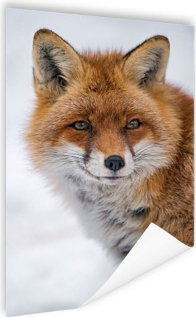 MuchoWow Poster Fuchs - Porträt - Schnee 60x90 cm - Wanddekoration