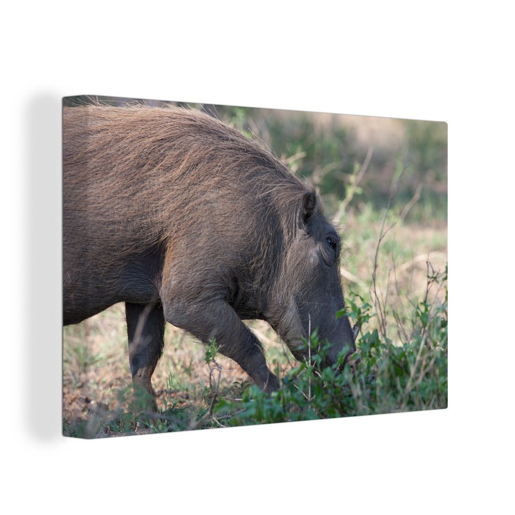 OneMillionCanvasses - Leinwandbilder - 140x90 cm, Schwein - Wildschwein - Wild, Wandbilder Kunstdruck Wanddekoration - Foto auf Leinwand - Gemäl...