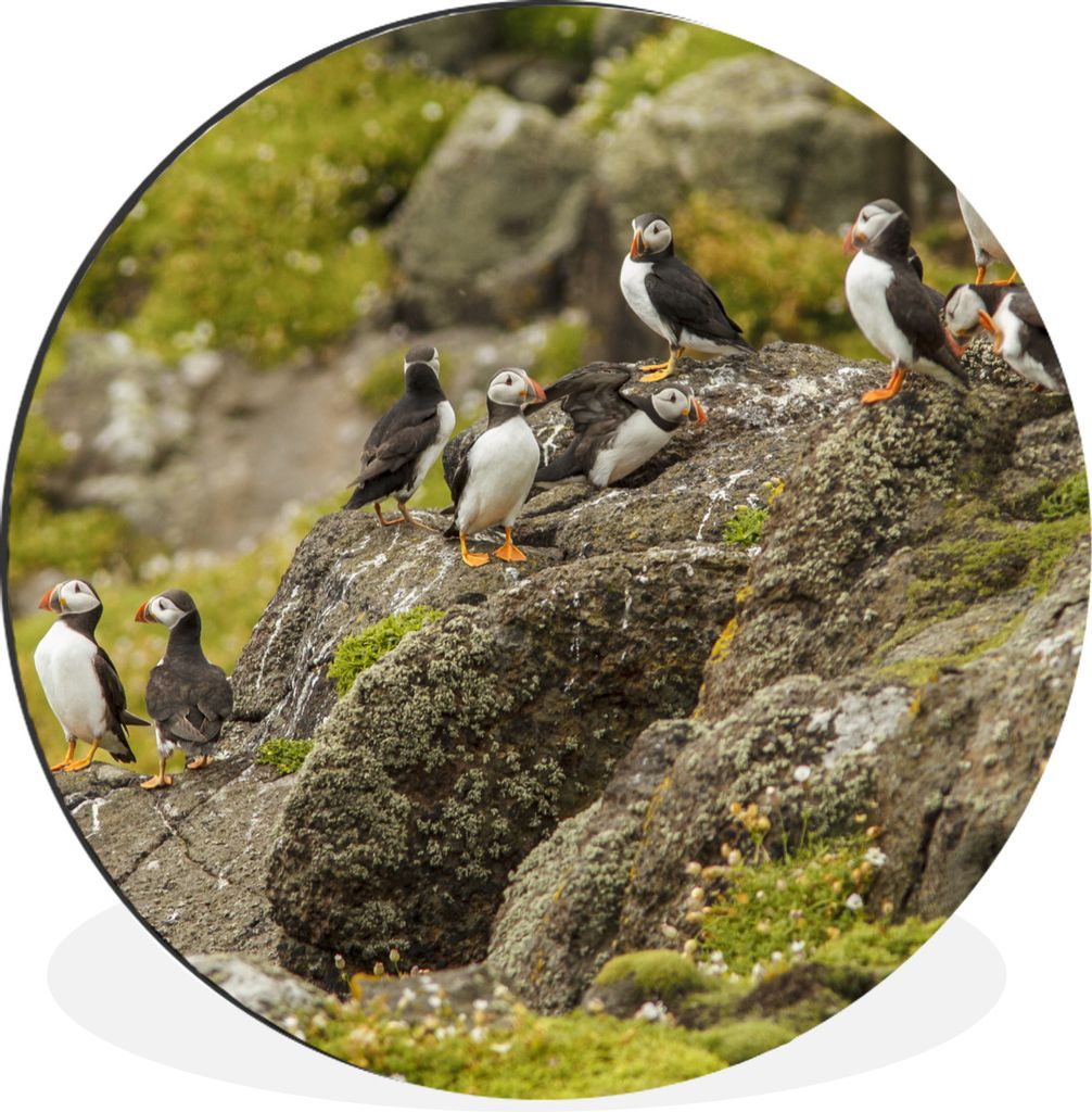 MuchoWow Aluminium Wandkreis Papageientaucher an der schottischen Küste Ø 60 cm Wanddeko Modern Wohnzimmer - Wand Kreis - Wandbild - Schlafzimm...