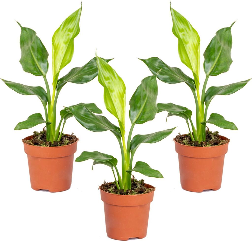 3er Set - Strelitzia Reginae - Paradiesvogelpflanze - Paradiesvogelblume - Zimmerpflanzen - Luftreinigend - Pflegeleicht - Höhe 30-40 cm - Topf 12 cm