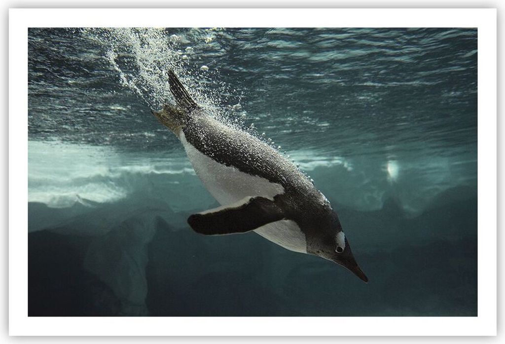 Poster - Poster ohne Rahmen - Tauchen Pinguin Gletscher - Produktbild 