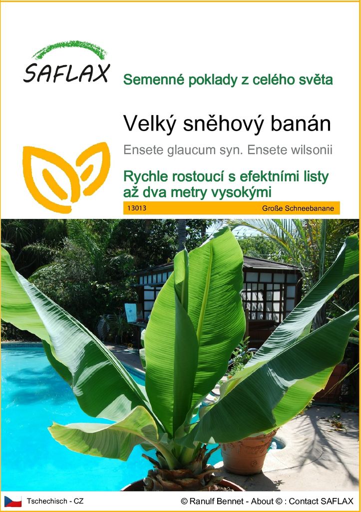 SAFLAX - Velký sněhový banán - Ensete glaucum syn. Ensete Obrázek produktu 