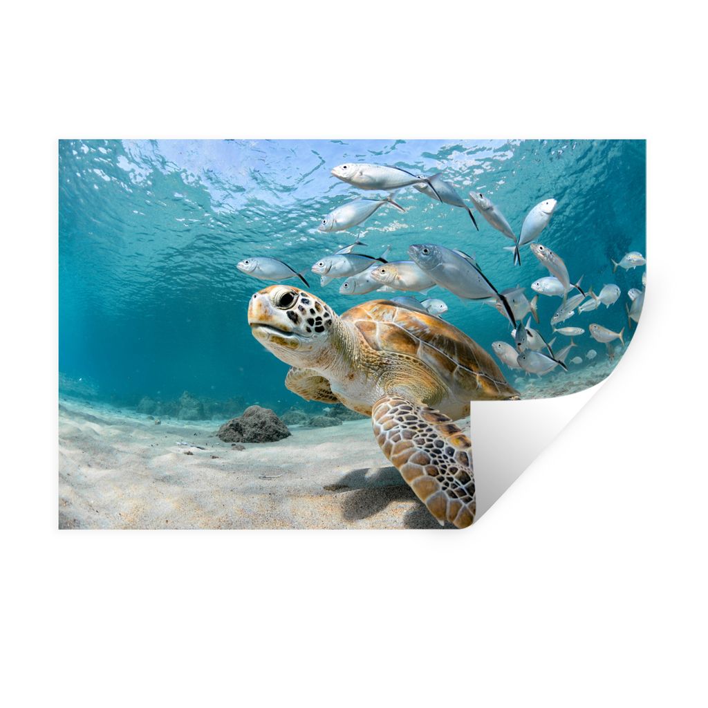 MuchoWow Wandtattoo Wandsticker Wandaufkleber Schildkröte - Fisch - Meer 60x40 cm Selbstklebend und Repositionierbar - Wierderverwendbar - Selbs...