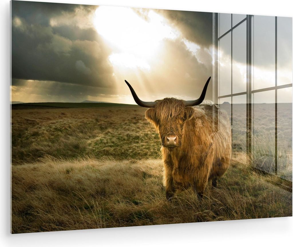 MuchoWow Glasbilder - Bilder auf Wandbild - Foto auf Glas Schottisches Hochlandrind - Sonne - Gras 90x60 cm Wanddekoration aus Glas - Acrylglasbild...