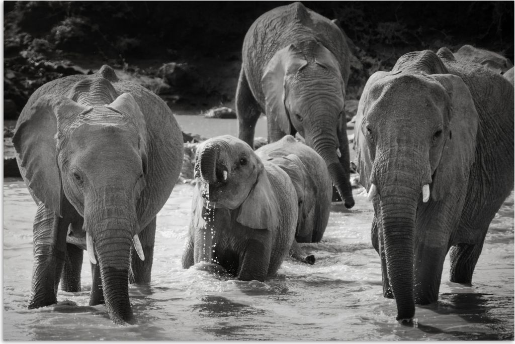 MuchoWow Poster Elefant - Tiere - Wasser - Schwarz und weiß 60x40 cm - Schlafzimmerdekoration
