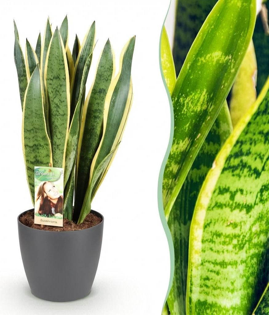 Green boutiQ - Zimmerpflanzen - Sansevieria Laurentii - Schwiegermutterzunge - Pflegeleicht - Grün - Gelb - 1 Pflanze - mit Potter Grau - Topf 21c...