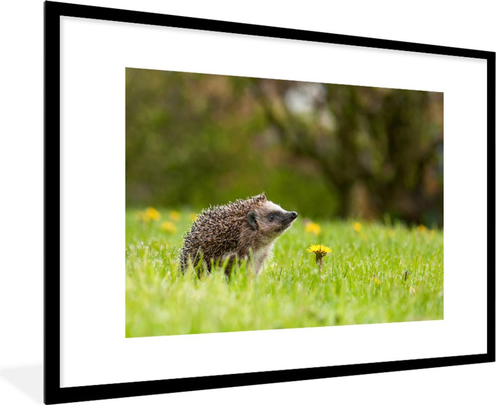 MuchoWow Gerahmtes Poster Igel im Gras 90x60 cm - Poster mit Schwarzem Bilderrahmen Wandposter Rahmen Foto Bilder - Wanddekoration - Fotos