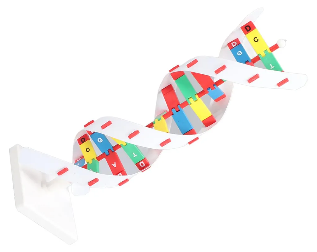Maquette ADN Colorée 33cm - Structure en Double Hélice Haute Précision - 20