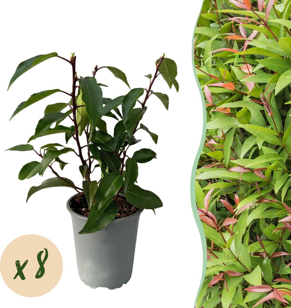 GreenboutiQ - Heckenpflanzen - Prunus lusitanica Angustifolia - Blatt grün - 8 Pflanzen - 1 laufender Meter - immergrün - Topf 9cm Höhe 30-35cm