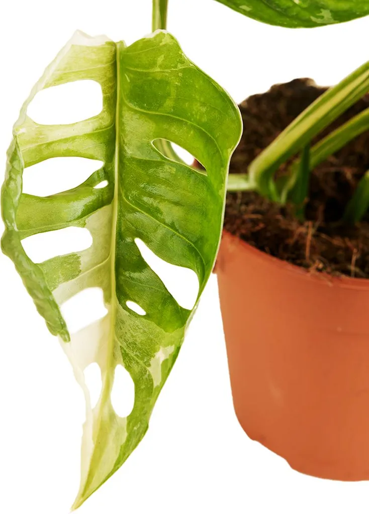 Monstera Adansonii Variegata - Plante grimpante pour déco intérieure