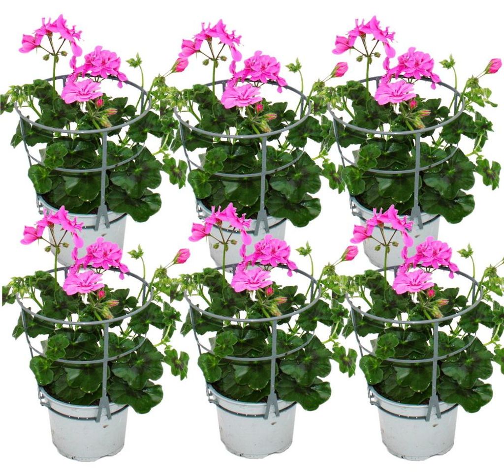 Geranien hängend - Pelargonium peltatum - 12cm Topf - Set Produktbild 