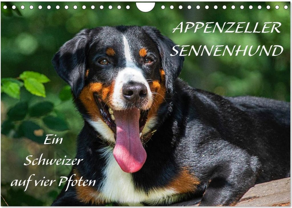 Appenzeller Sennenhund - Ein Schweizer auf 4 Pfoten (Wandkalender 2026 DIN A4 quer), CALVENDO Monatskalender