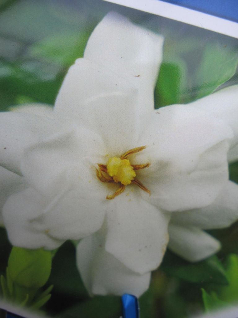 Gardenia jasminoides Fool Proof - Gardenie Fool Proof 25-30cm