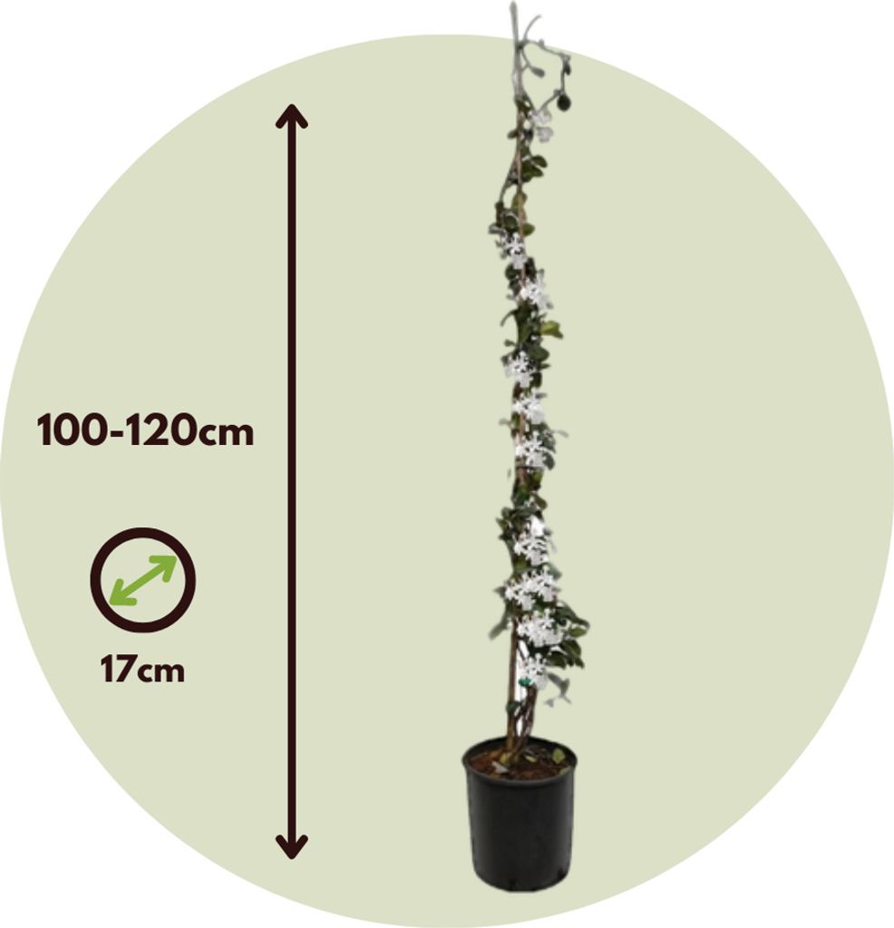 Sternjasmin - 2 Stk - Trachelospermum jasminoides - Höhe Produktbild 2