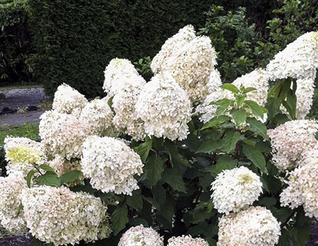 A close-up shot of a blooming Hydrangea Paniculata 'Phantom' plant with creamy yellow flower panicles.