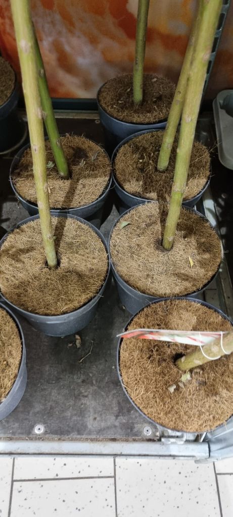 KOKOSOVÝ kruh, ochrana pred burinou 800 g/m², 16 cm Obrázok produktu 