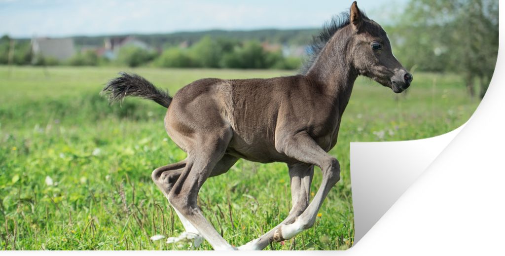 MuchoWow Wandtattoo Wandsticker Wandaufkleber Pferd - Blumen - Gras 40x20 cm Selbstklebend und Repositionierbar - Aufkleber