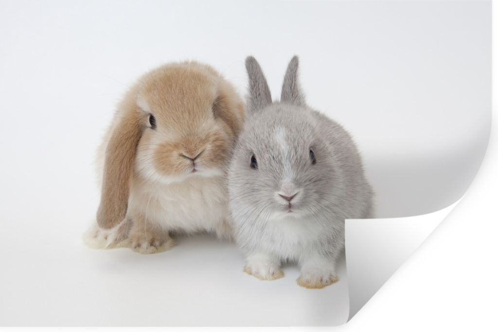 MuchoWow Wandtattoo Wandsticker Wandaufkleber Kaninchen - Fell - Weiß 120x80 cm Selbstklebend und Repositionierbar - Selbstklebend - Fototapeten