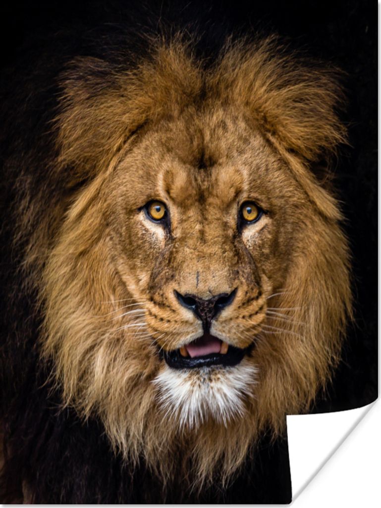 MuchoWow Poster Löwe - Porträt - Schwarz - Tiere 30x40 cm - Wandplakat - Poster Kinderzimmer