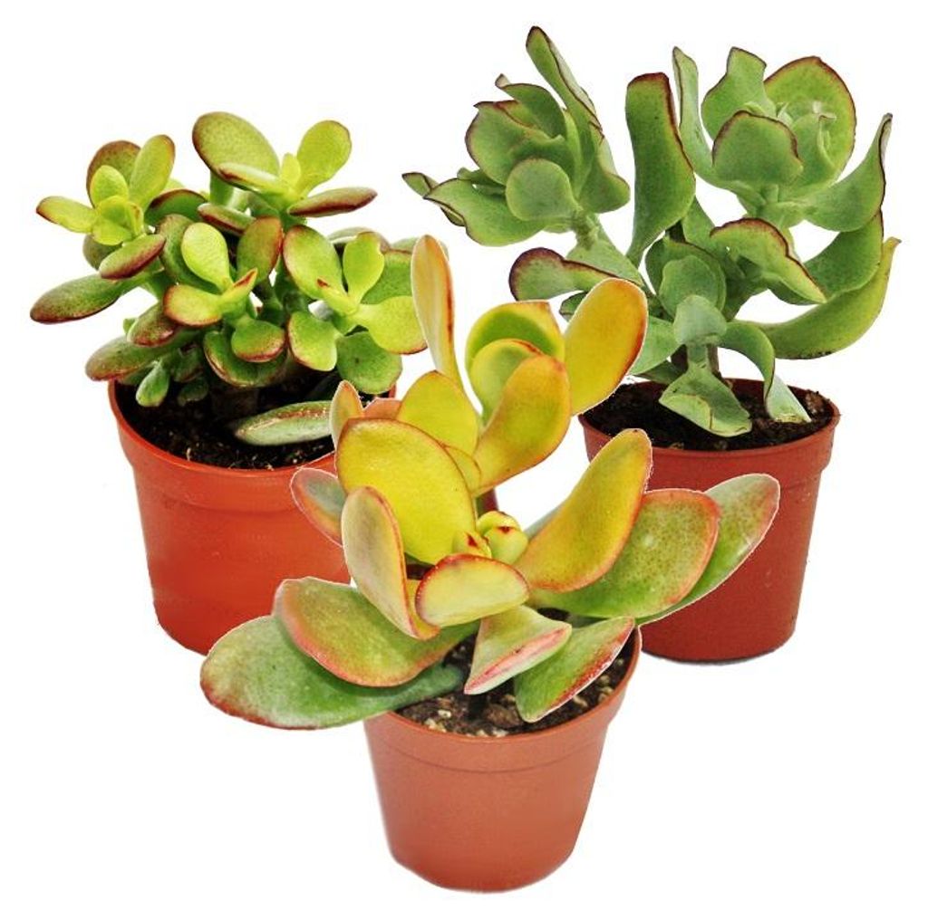 Geldbaum-Set, 3 verschiedene Crassula-Arten im 5,5cm Topf Produktbild 