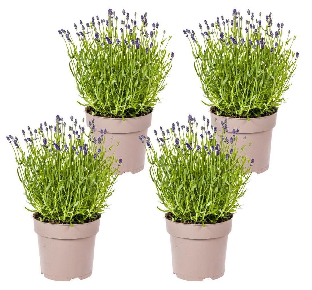 Lavandula angustifolia - Lavendel | 4 Stück - 40-50cm - Ø19cm - Gartenpflanze