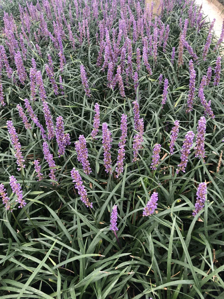 Liriope muscari Moneymaker pour bordures d'allées - 6 plants en pot