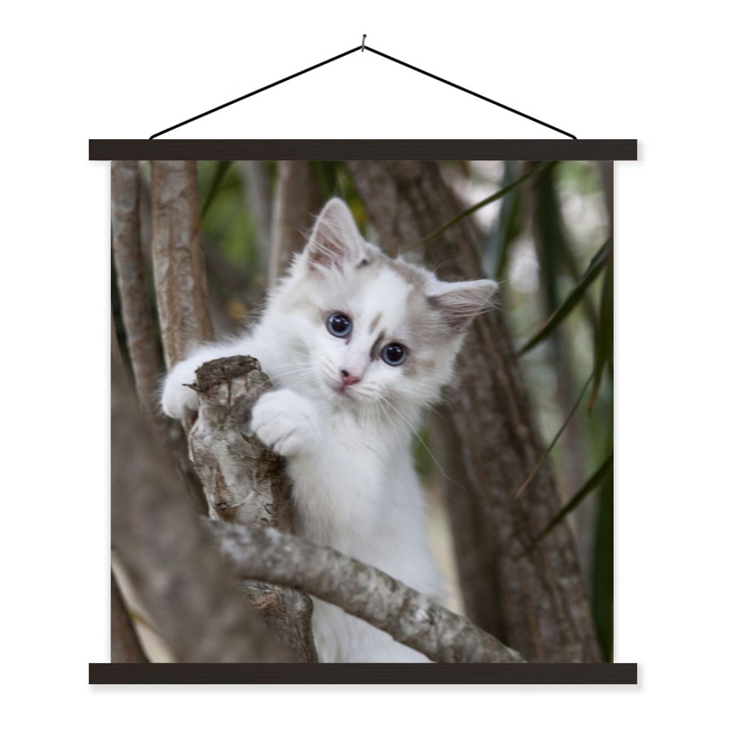 MuchoWow Textilposter Weißes Ragdoll-Kätzchen auf einem Ast 90x90 cm mit schwarzem Rahmen - Magnetisches