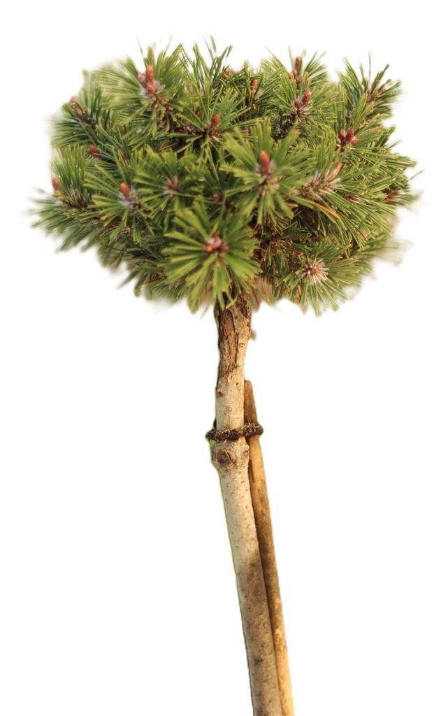 Berg Kiefer Pinus Mugo Humpy Stämmchen 40 cm Hochstamm