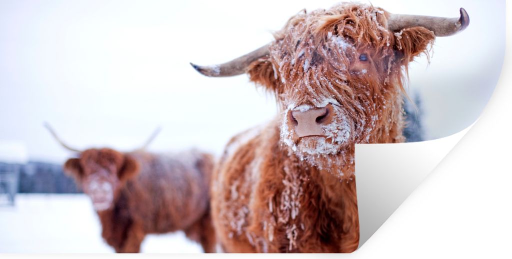 MuchoWow Wandtattoo Wandsticker Wandaufkleber Schottischer Highlander - Schnee - Haut 160x80 cm Selbstklebend und Repositionierbar - Sticker - De...