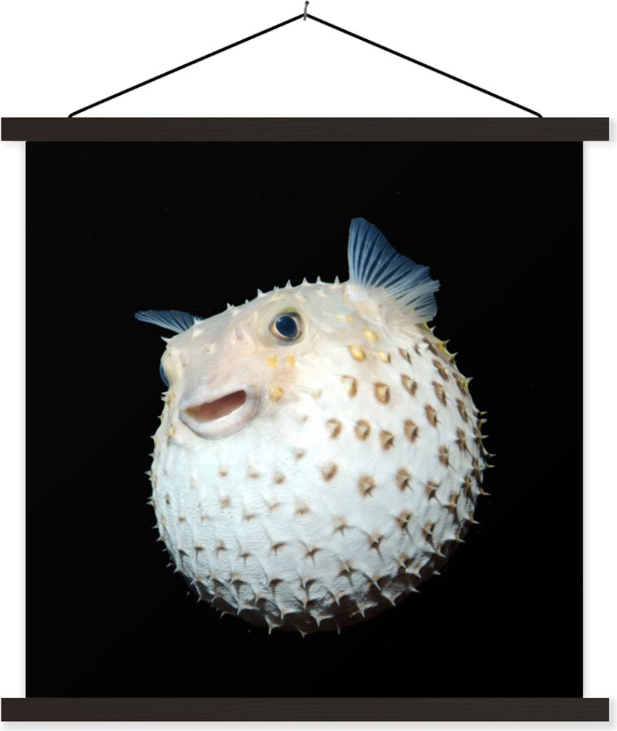 MuchoWow Textilposter Fische - Meerestiere - Porträt 40x40 cm mit schwarzem Rahmen - Fotos
