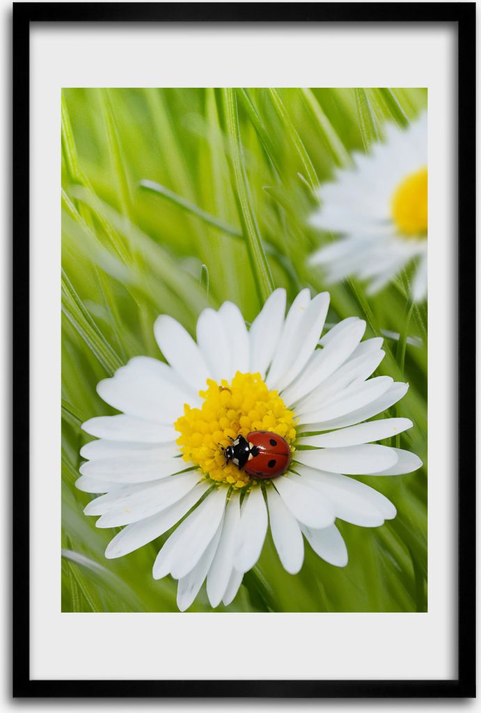 Bild - Bilderrahmen - 40 cm x 60 cm - MDF - Rahmen - Wandkunst - Gänseblümchen