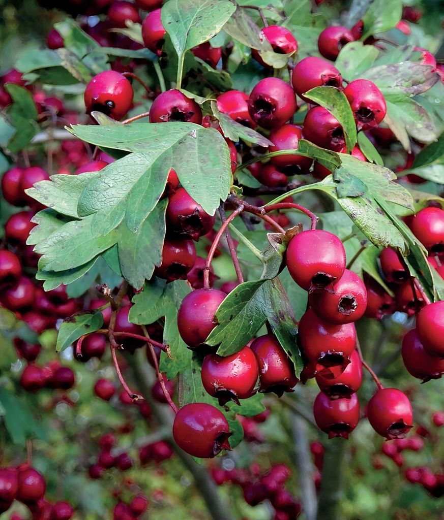 Vogelbeerbaum (Sorbus aucuparia) Titan 2L Produktbild 