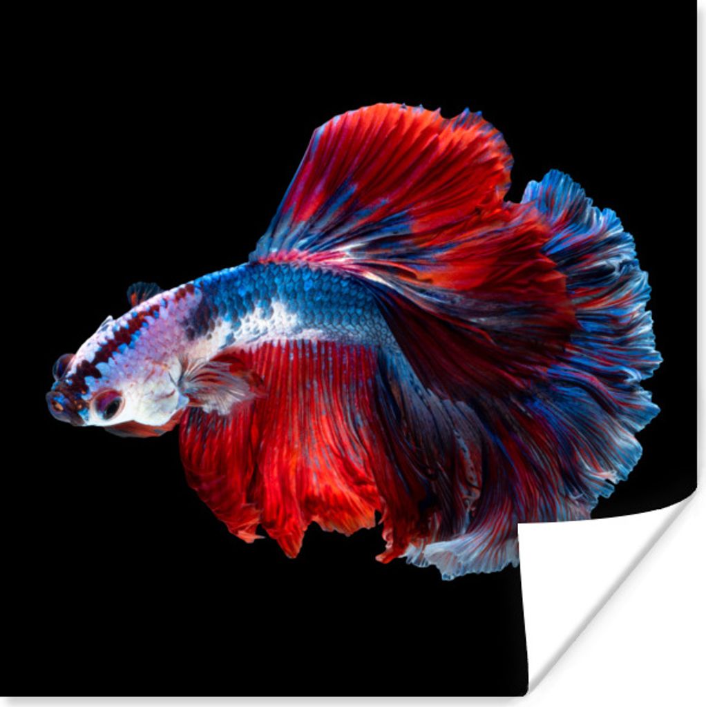 MuchoWow Poster Fisch - Schwanz - Schwarz 30x30 cm - Wandposter - Printing