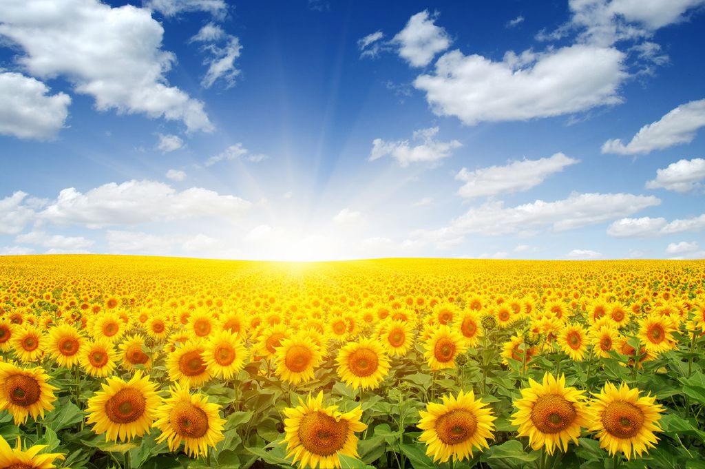 Muralo Fototapete Blumen 180 (B) x 120 (H) cm Vlies Tapete Wandtapeten Wohnzimmer Schlafzimmer moderne Wandbilder XXL Pflanzen Natur Wand Dekoration