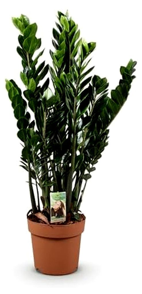 Zimmerpflanzen - Zamioculcas - ZZ-Pflanze - Pflegeleicht - Grün - 1 Pflanze - Topf 21cm - Höhe 80-90cm