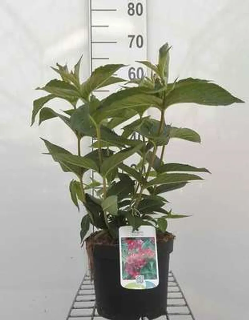 Arbuste facile sans entretien : Weigelia Bristol Ruby 50-60 cm pot