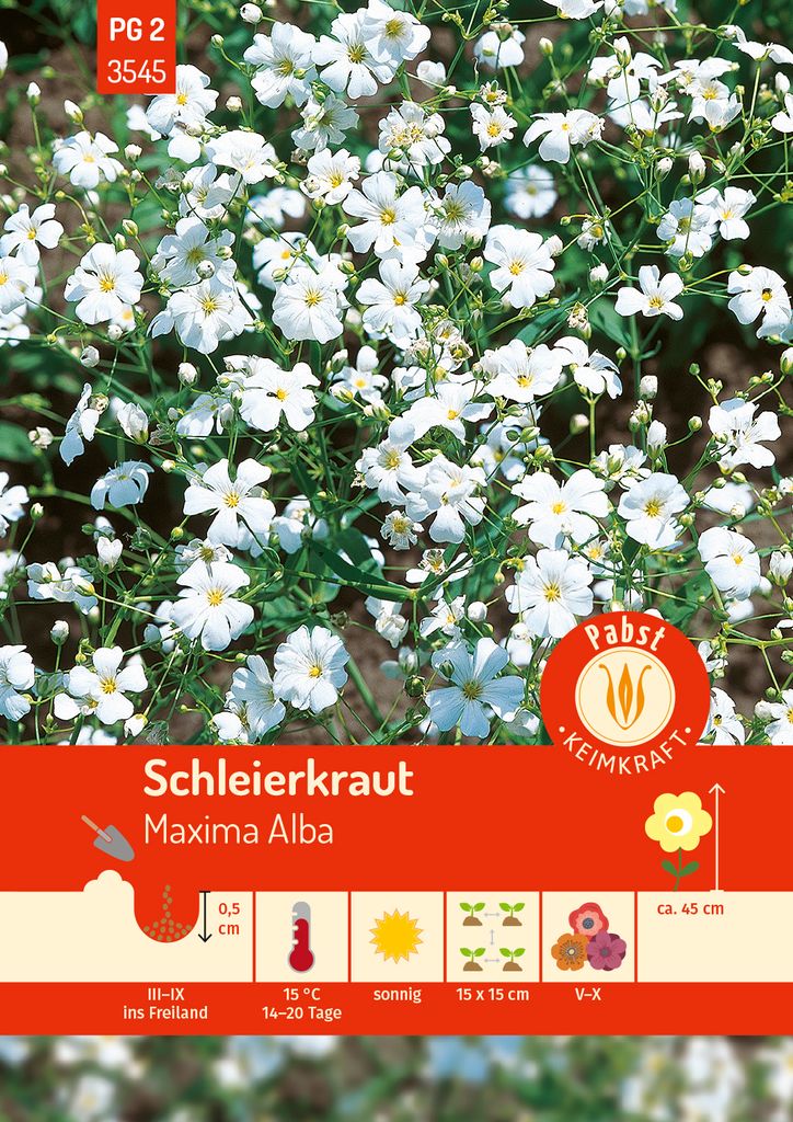 Pabst Keimkraft - Schleierkraut Maxima Alba Samen - 173545