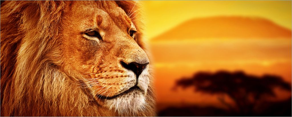Wallario selbstklebendes Poster - Prächtiger Löwe in der Savanne, Größe: 80 x 200 cm
