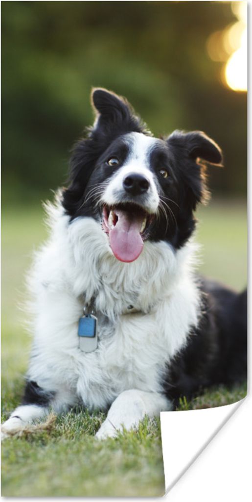 MuchoWow Poster Ein glücklicher Border Collie, dem die Zunge aus dem Maul hängt 75x150 cm - Dekoration für die Wände