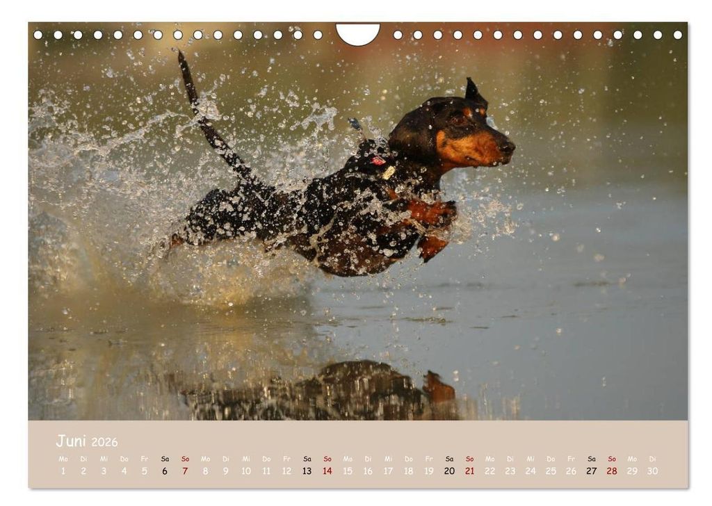 Dackel - lustige Gesellen auf kurzen Beinchen (Wandkalender Produktbild 