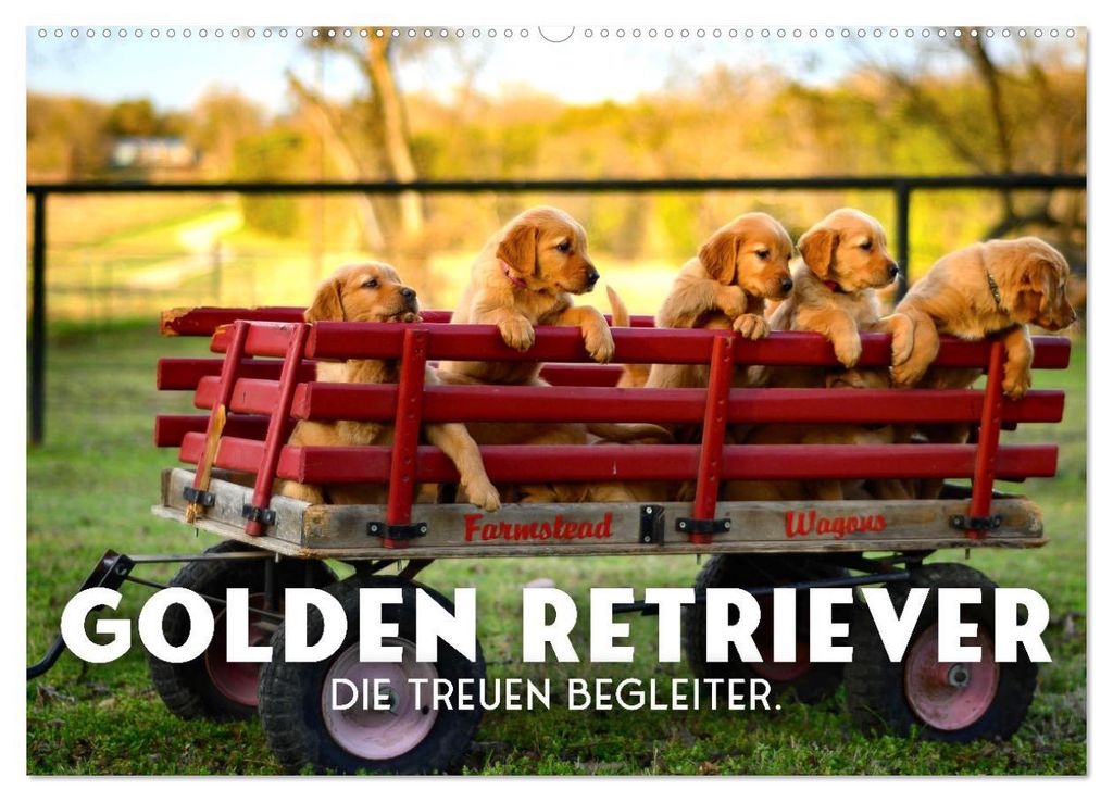 Golden Retriever - Die treuen Begleiter. (Wandkalender 2027 DIN A2 quer), CALVENDO Monatskalender