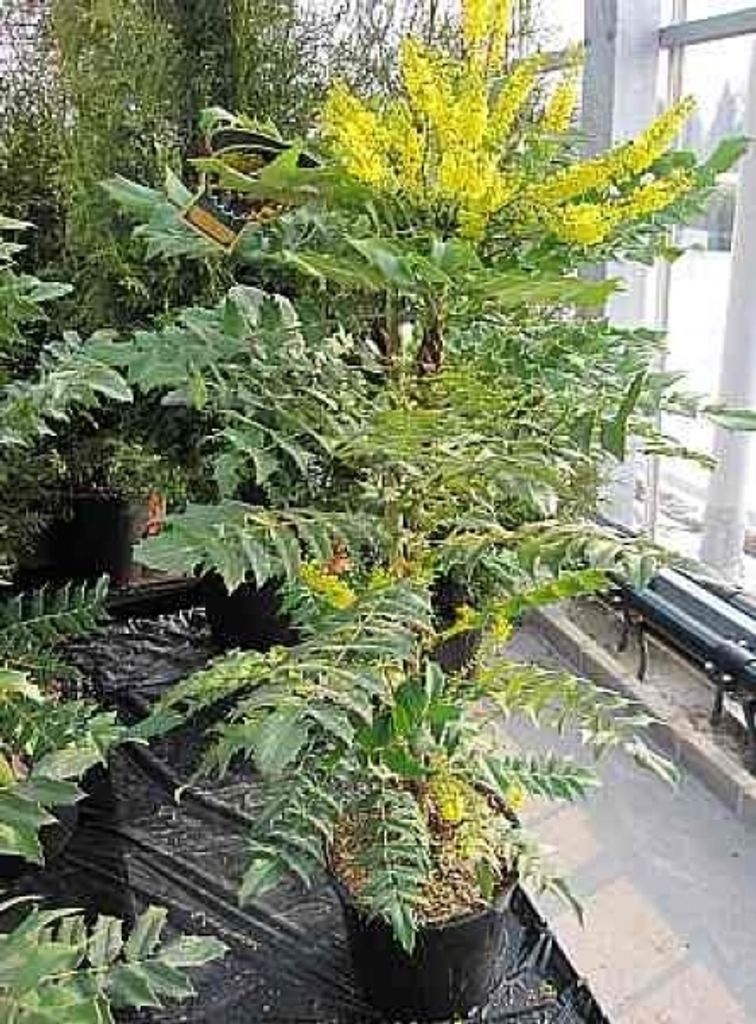 Mahonia media Wintersun - Mahonie - Schmuckblattmahonie - 100-125