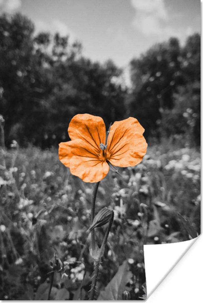 MuchoWow Poster Blumen - Schwarz - Weiß - Orange 40x60 cm - Plakate für die Wand - Poster Babyzimmer