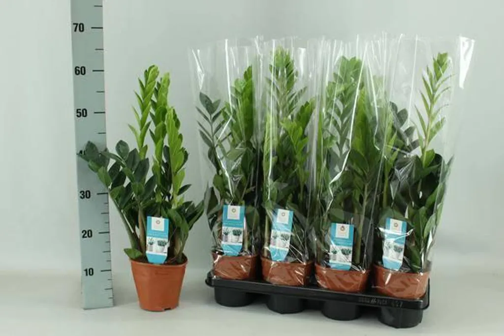 Zamioculcas Plante Verte d'Intérieur Facile, Pot 14 cm, Hauteur 65 cm
