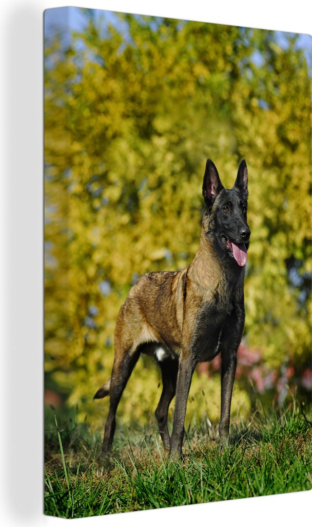 OneMillionCanvasses - Leinwandbilder - 90x140 cm, Posierender Malinois im Gras, Wandbilder Kunstdruck Wanddekoration - Foto auf Leinwand - Gemäl...