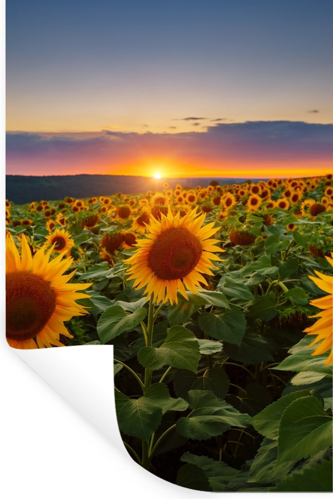 MuchoWow Wandtattoo Wandsticker Wandaufkleber Blumen - Nacht - Sonnenuntergang - Sonnenblume - Horizont 40x60 cm Selbstklebend und Repositionierb...