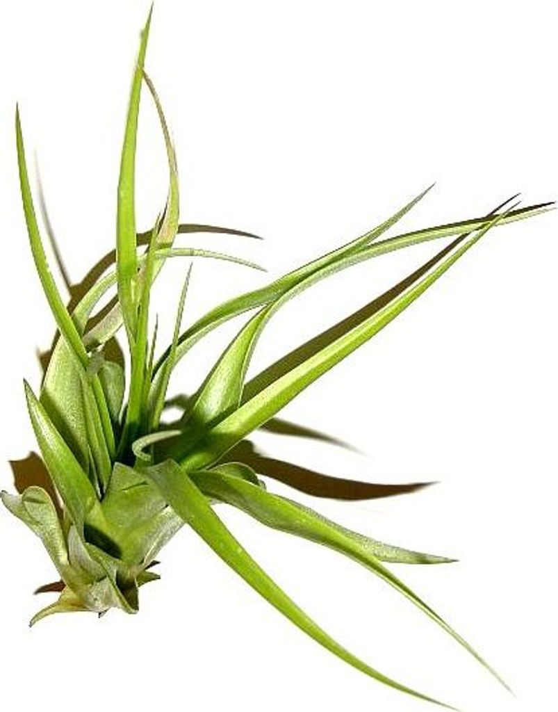 3 Stück Tillandsia hondurensis, Tillandsien für Terrarien, Aufsitzerpflanzen