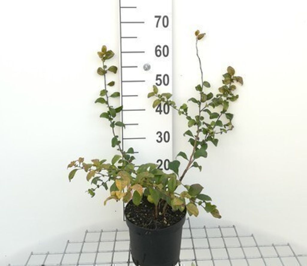 Chaenomeles sup. 'Pink Lady' - Zierquitte 'Pink Lady 30- 40 cm Container